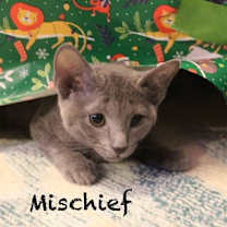 Thumbnail photo of Mischief #1
