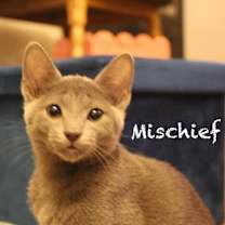 Thumbnail photo of Mischief #2