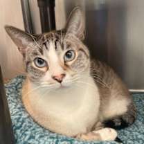 Thumbnail photo of Agassi #1