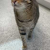 Thumbnail photo of Sampras #2