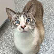 Thumbnail photo of Agassi #2