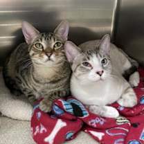 Thumbnail photo of Sampras #3