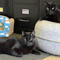 Thumbnail photo of Mica & Milo Delancey #1