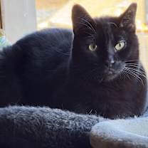 Thumbnail photo of Mica & Milo Delancey #4