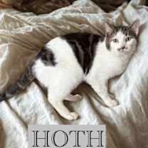 Thumbnail photo of Hoth #1