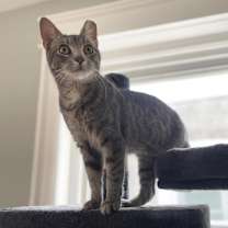 Thumbnail photo of Cassidy Cedar #3