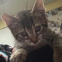 Thumbnail photo of Tiny Pebble - C  #3