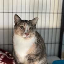 Thumbnail photo of Basket O Fruit  #1