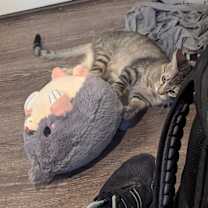 Thumbnail photo of Remy #3