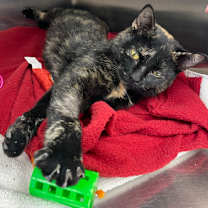 Thumbnail photo of Kris #2