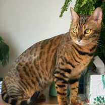 Thumbnail photo of Vi #1