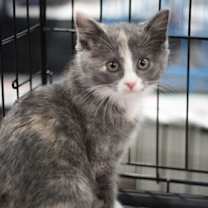 Thumbnail photo of Regina #1