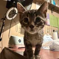 Thumbnail photo of Neptune #1