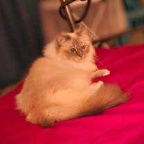 Thumbnail photo of Nadja #1