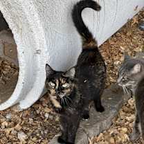 Thumbnail photo of Jackie [Barn Cat] #1