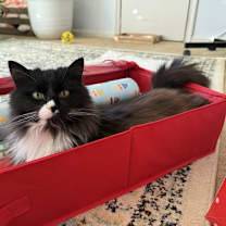 Thumbnail photo of *Enid #1