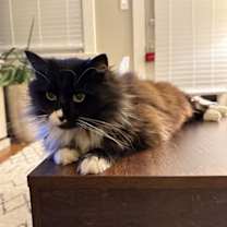 Thumbnail photo of *Enid #2