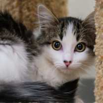 Thumbnail photo of Aerith #1