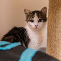 Thumbnail photo of Aerith #2