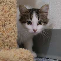 Thumbnail photo of Aerith #3