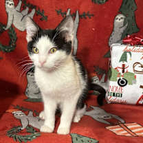 Thumbnail photo of Mittens #1