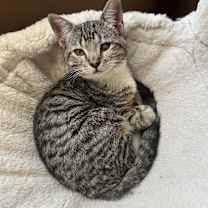 Thumbnail photo of Phoebe #1