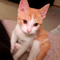 Thumbnail photo of Hayes #3