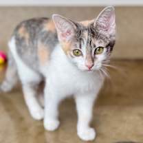 Thumbnail photo of Pumpkin #3