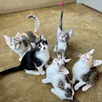 Thumbnail photo of Clover #3