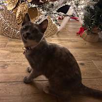 Thumbnail photo of Lilac #3