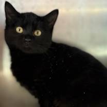 Thumbnail photo of Hallie #1