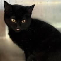 Thumbnail photo of Hallie #2