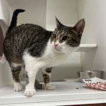 Thumbnail photo of Stitch (stray) #3