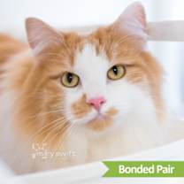 Thumbnail photo of Calix #1