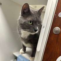 Thumbnail photo of King Mouser #2