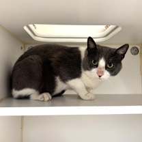 Thumbnail photo of Balboa #2