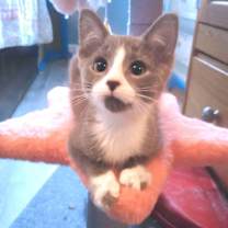 Thumbnail photo of Clive #2