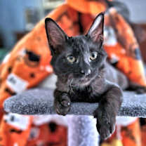 Thumbnail photo of Fluffy #1