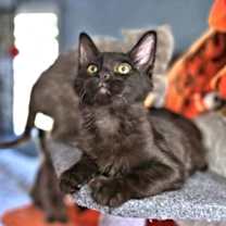 Thumbnail photo of Fluffy #2