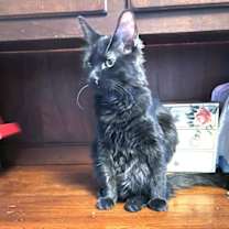 Thumbnail photo of Fluffy #3