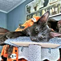 Thumbnail photo of Fluffy #4