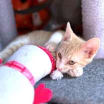 Thumbnail photo of Franklin #3