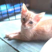 Thumbnail photo of Franklin #4