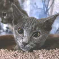 Thumbnail photo of Parker #4