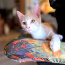 Thumbnail photo of Owen #3