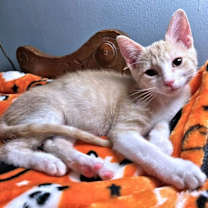 Thumbnail photo of Owen #4