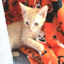 Thumbnail photo of Franklin #1