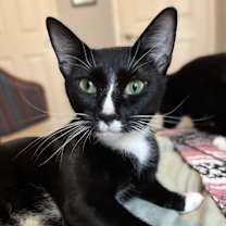 Thumbnail photo of Sadie #1