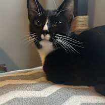 Thumbnail photo of Sadie #4