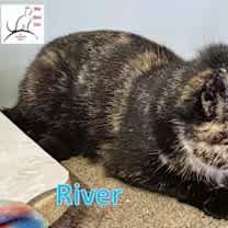 Thumbnail photo of River #4